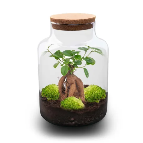Milky Bonsai - Terrarium - Bottle Garden Diy Kit - Ø 21 Cm ↑ 30 Cm - foto 2