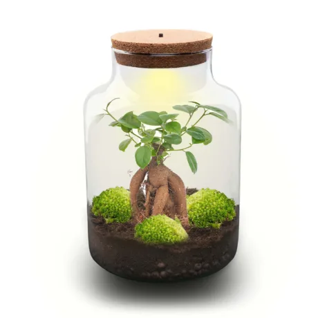 Tee-Ise terraarium – Milky Bonsai terrarium – Ficus Ginseng – ↑ 30 cm