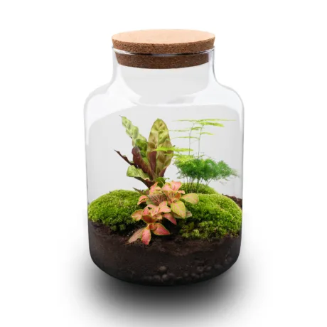 Tee-Ise terraarium – Milky terraarium – Calathea – Asparagus – Fittonia – ↑ 30 cm