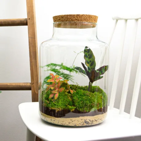 Milky - Terrarium - Bottle Garden Diy Kit - Ø 21 Cm ↑ 30 Cm - foto 2